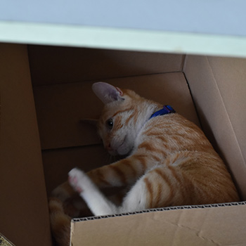 A box with a cat playing inside