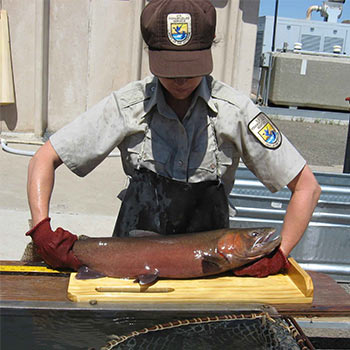 Wildlife and fisheries biologist who is female with a fish