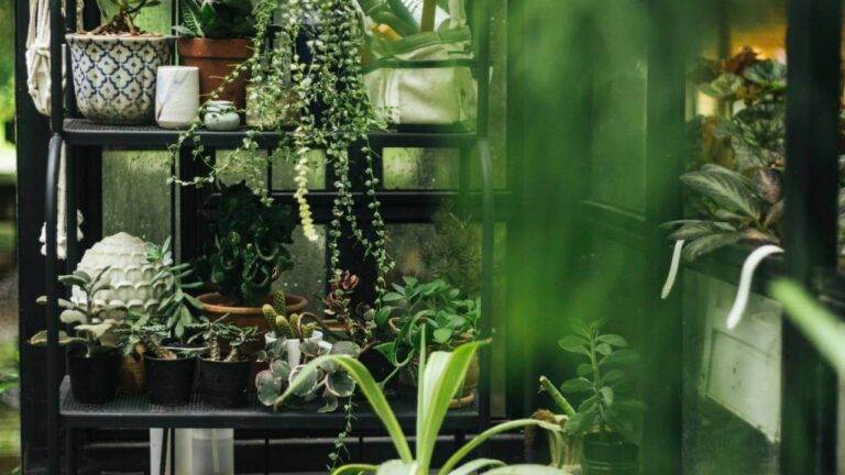 Everything You Need To Know About An Indoor Greenhouse